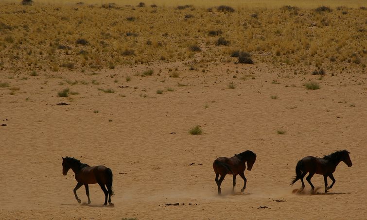 227 Namibia Okt 2006 .JPG